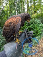 Falconry at the school on the grounds