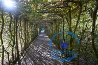 A Tree Tunnel on the grounds of Ashford Castle