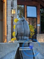 A Penguin Statue out Front
