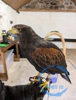 Falcony at Ashford Castle