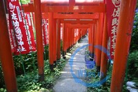 Torii Gates at a Temple in Kamakura
